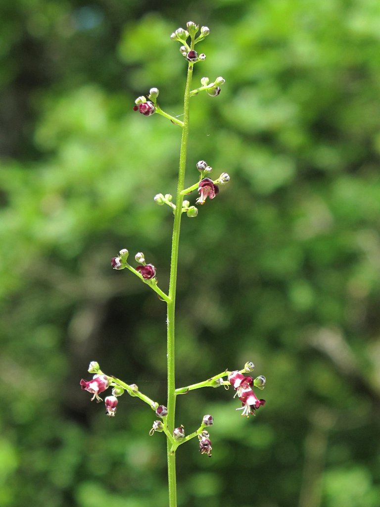 Scrophularia canina